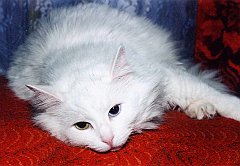 Gatti (42)